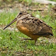 Woodcock