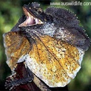 Frilled Neck Lizard