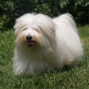 Coton De Tulear