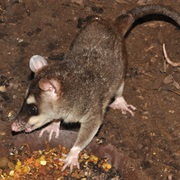 McIlhenny's Four-Eyed Opossum