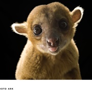 Kinkajou
