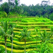 Tegalalang Rice Terraces