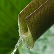 Find Food and Water in the Jungle