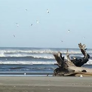 Ocean Shores Beach