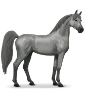 Arabian Horse - Dapple Grey