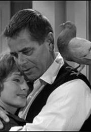 The Gazebo - Herman the Pigeon