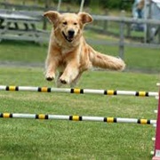 Trained a Dog for Agility