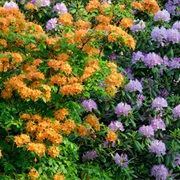 Azalea State Natural Reserve, California