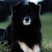 Rex (Babe the Movie)