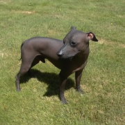 Miniature Xoloitzcuintle