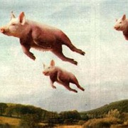 Pigs