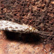 Caddisfly