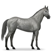 Thoroughbred - Dapple Gray