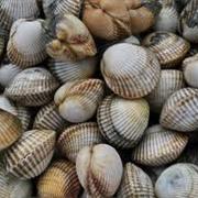 Cockles