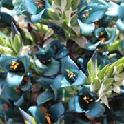 Puya Chilensis