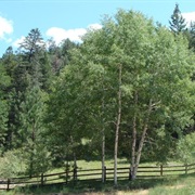 Hyde Memorial State Park, New Mexico