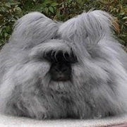 Angora Rabbit