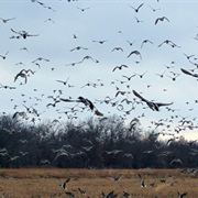Swan Lake National Wildlife Refuge