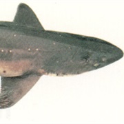 Spiny Dogfish (Aka: Dog Shark, Pacific Grayfish, Spinarola & California Dogfish")