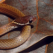 Pulau Tioman Ground Snake