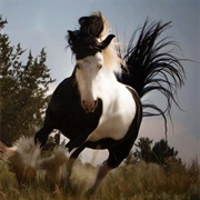 Manage to NOT Fall off a Bolting Horse