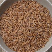 Spelt