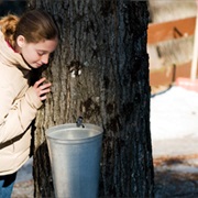 Go on a Maple Syrup Tour (ON)