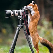 Fox Photo