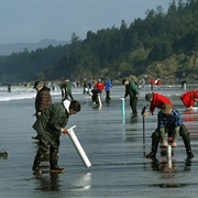 Go Clam Digging