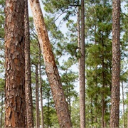 Martin Dies, Jr. State Park, Texas