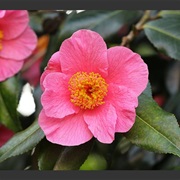 Camellia