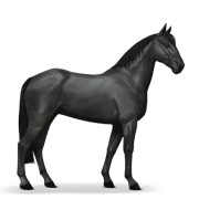 French Trotter - Black
