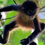 Spot a Spider Monkey