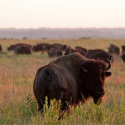 Prairie State Park, Missouri