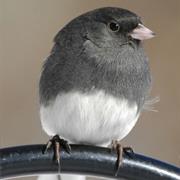 Dark-Eyed Junco