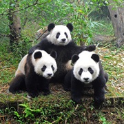 Visit China&#39;s Panda Bears