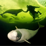 Swim With Wild Belugas