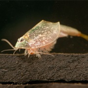 Long Tail Tadpole Shrimp/Triop