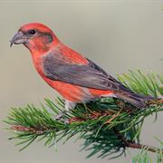 Red Crossbill