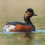 Black-Necked Grebe