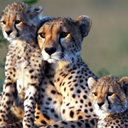 Manovo-Gounda St. Floris National Park