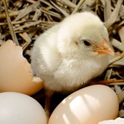 Watch Something Hatch