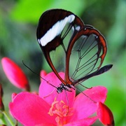 Glass Wing Butterfly