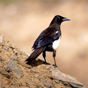 Asir Magpie