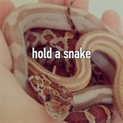 Hold a Snake