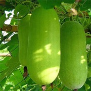 Wax Gourd