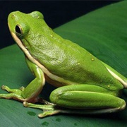 Green Tree Frog