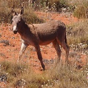 Feral Donkey