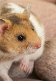 Your First Hamster (Peter Smith)