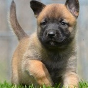 Belgian Shepherd Dog (Malinois)